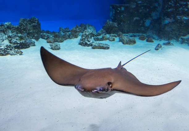 sea stingray. - stingray fotografías e imágenes de stock