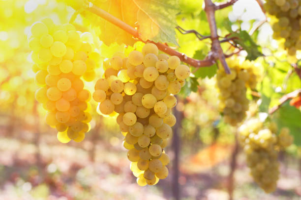 istock Grapes in the sunlight, just before harvest. 1272458907