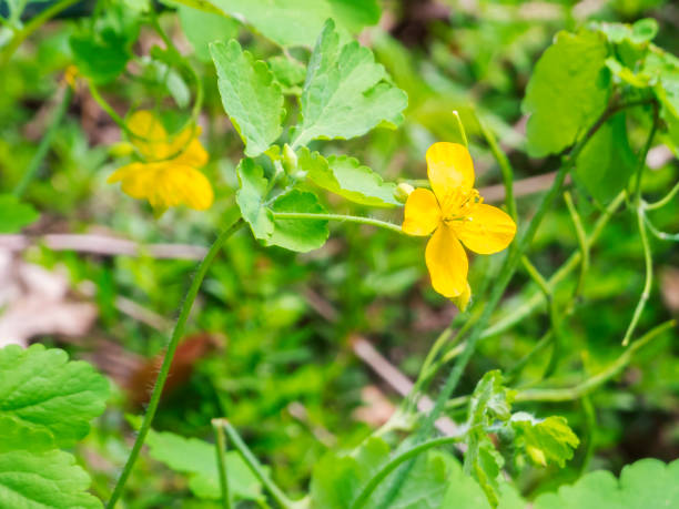 istock Chelidonium majus greater celandine 1272460203