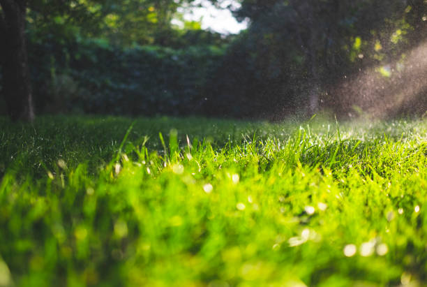 Fresh green grass and water drops over it sparkling in sunlight. Fresh green grass and water drops over it sparkling in sunlight sunset dew stock pictures, royalty-free photos & images