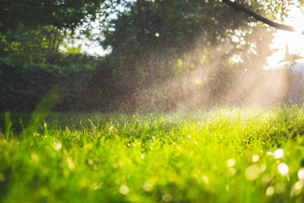 fresh green grass and water drops over it sparkling in sunlight. - watering place imagens e fotografias de stock