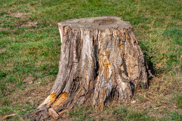 istock A cut and dry tree trunk growing in a grass field, nature destroyed. 1272461105