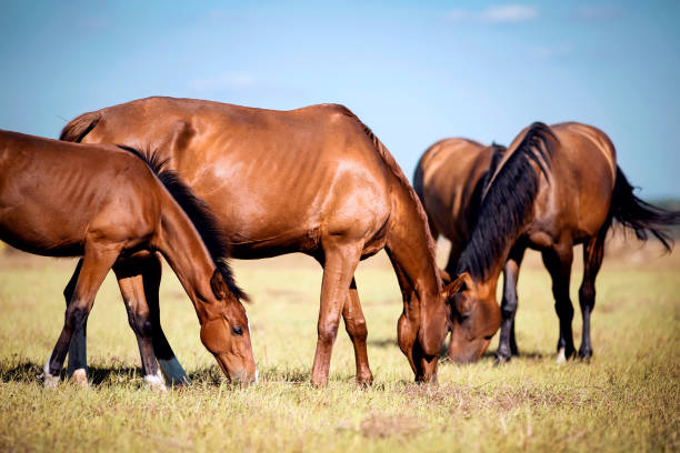 istock A herd of sporting horses grazing on the field. 1272462481