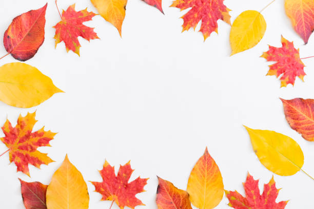 istock Flat lay frame with colorful autumn leaves on a white background 1272462532