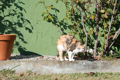 Calico cat near rose bush in the garden looks at camera. Green wall background and summer sunlight creates contrasted shadows. Pet curiosity
