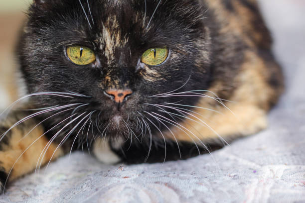 istock Portrait of a three-color cat in full face. 1272462973