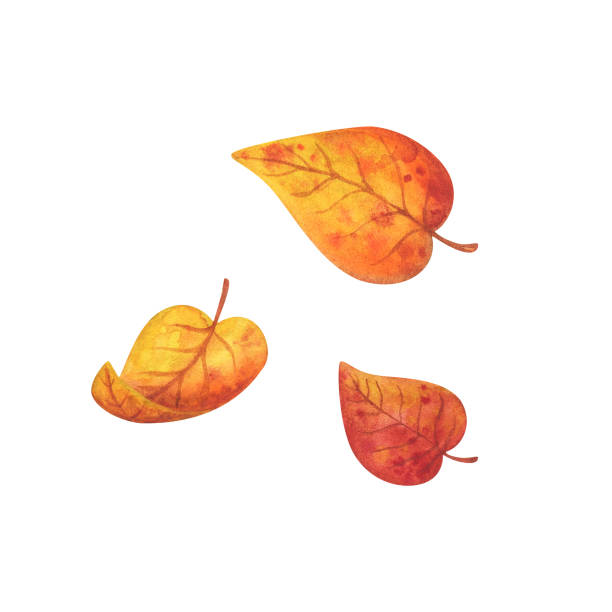 ilustrações de stock, clip art, desenhos animados e ícones de autumn leaves are yellow and orange . watercolor illustration isolated on a white background. a set of stock images with fallen leaves. - leaf autumn falling tree