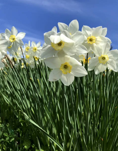 istock A lot of daffodils in a sunny day. Vertical orientation. 1272465232