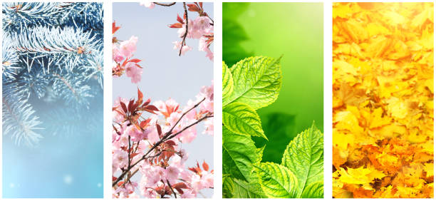 istock Four seasons of year 1272465359