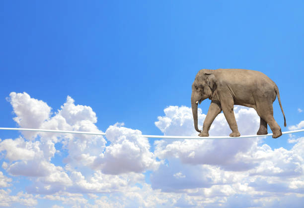istock Elephant walking on a rope on the blue sky background 1272465588