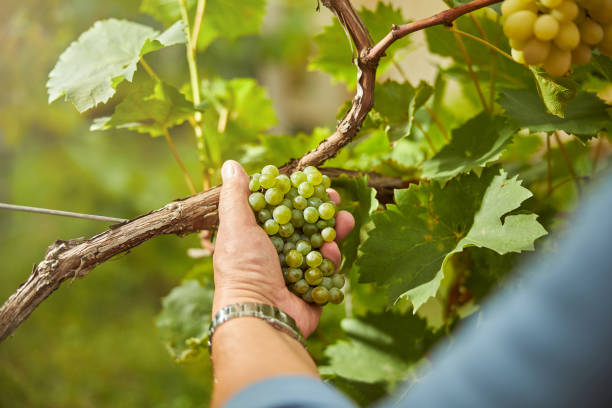 istock Harvester holding a cluster of white grapes 1272465596