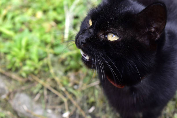 istock meowing black cat in a collar 1272466761