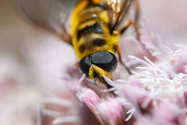 Close-up hoverfly or flower fly nectaring or hovering at pink flower in forest in summer
