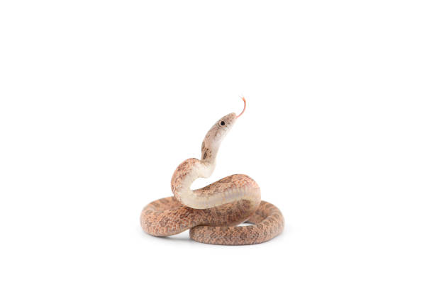 aggressive rat snake attack pose isolated on white background - bite size imagens e fotografias de stock