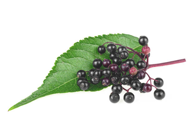 istock Black elderberries with twig and green leaf isolated on a white background. Sambucus. 1272469826