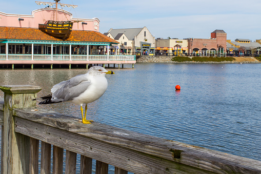 Myrtle Beach, South Carolina, USA - February 9, 2015: Seagull enjoys the view at the popular shopping and amusement park at Broadway At The Beach on the Grand Strand in South Carolina.
