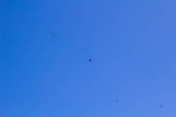 istock blue sky with only one bird and no cloud 1272471280