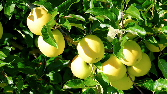 Ripe, yellow-green apples of the 'Golden Delicious' variety hang from a tree