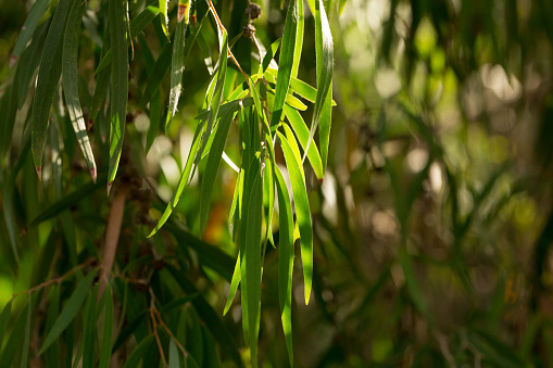 Detail of a Rice Field