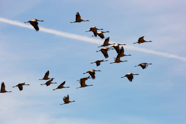 istock Flock of cranes flying in sky 1272472484