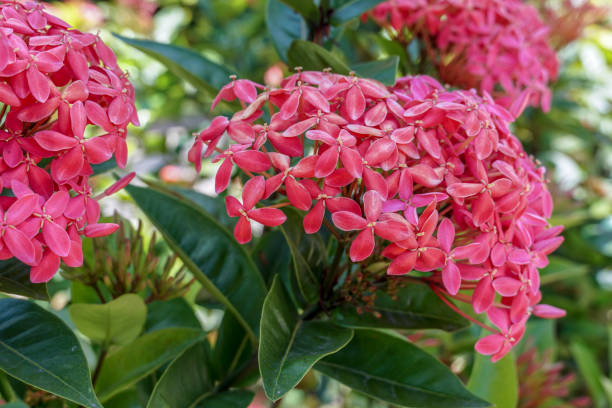 istock Beautiful red pink tropical flower 1272472639