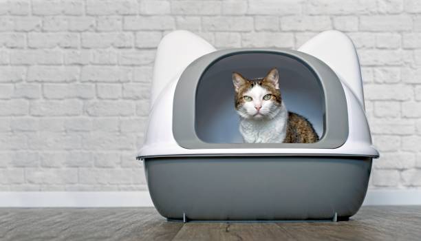 istock Cute tabby cat sitting in a litter box and looking curious to the camera. Panoramic image with copy space. 1272472661