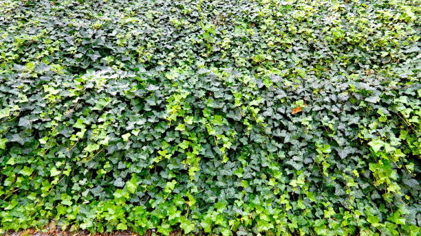 istock Growing, evergreen ivy - ground cover, climbing plant 1272472862