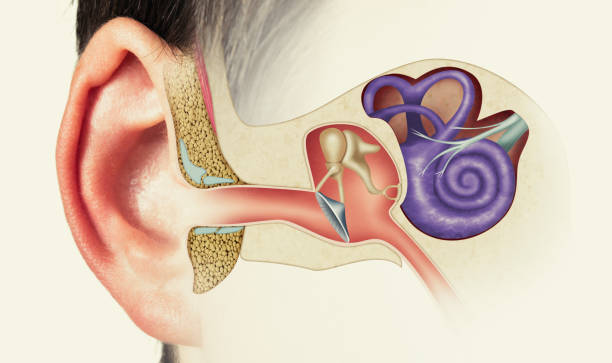 estructura del oído humano - human ear fotografías e imágenes de stock