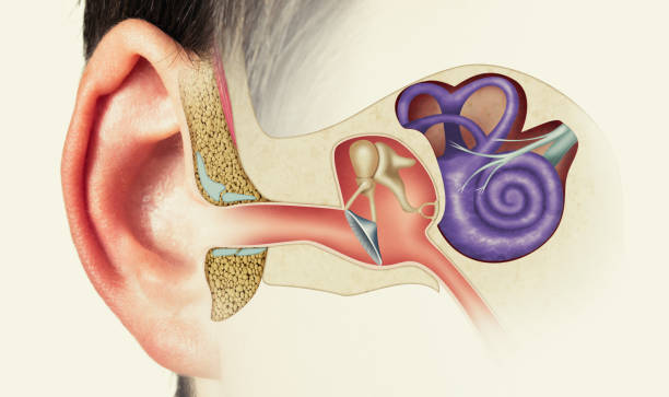 структура человеческого уха - человеческое ухо стоковые фото и изображения