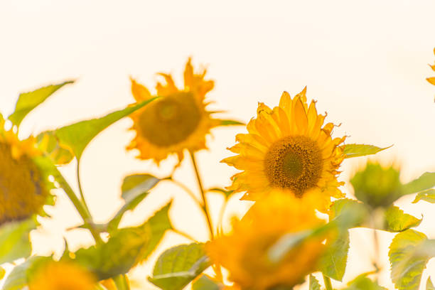 Sunflowers in full bloom in the fall. At sunset.