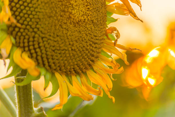 Helianthus sunflower at a glowing sunset.