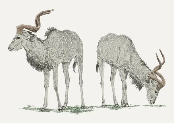 Vector illustration of Kudu Antelope