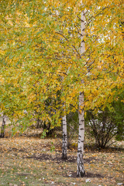 Yellowed birch leaves in the autumn Park. Yellowed birch leaves in the Park birch gold group reviews website stock pictures, royalty-free photos & images