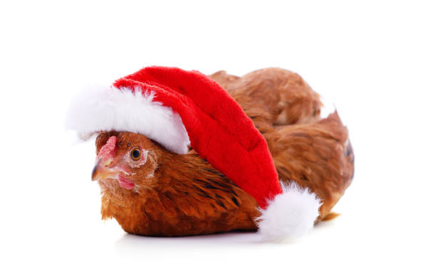 istock Chicken in a Christmas hat. 1272475472