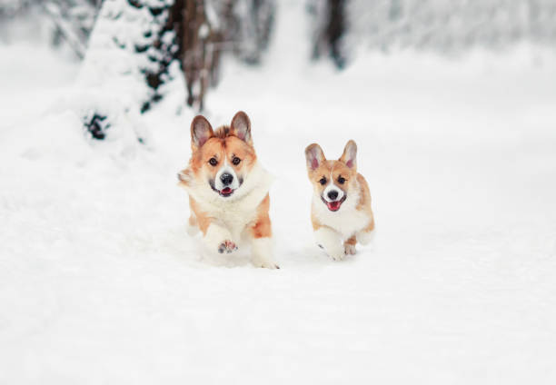 彼らの子犬と2陽気な犬の赤いコーギーは、冬の公園で白い雪の中を楽しく実行します - merrily ストックフォトと画像