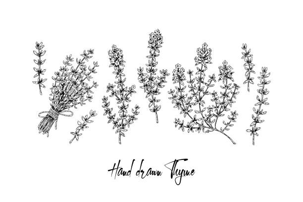 Hand drawn thyme branches and bunch vector illustration isolated on white. Botanical herbal plant in vintage sketch style. Thymus vulgaris. Hand drawn thyme branches and bunch vector illustration isolated on white. Botanical herbal plant in vintage sketch style. Thymus vulgaris. thyme stock illustrations