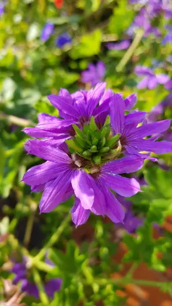 Close up of purple fairy fan-flower