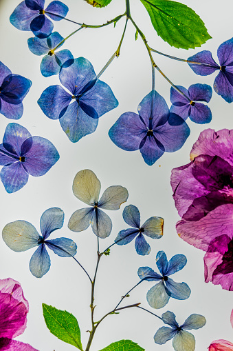 Pressed floral background on light table