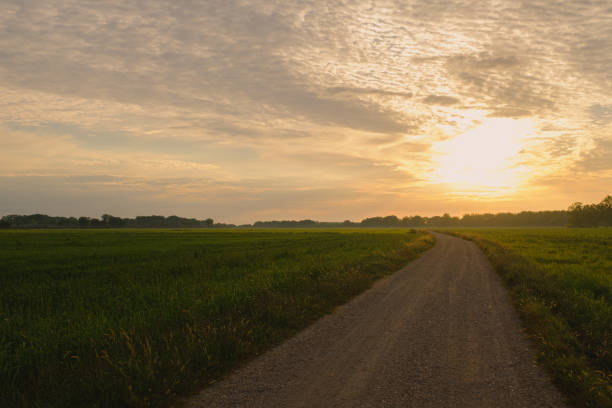 istock Rural gravel path on a sun shine rising sky on green rice plain fields landscape 1272481125
