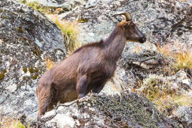 istock Mountain goat on the rocks. Nepal 1272481172