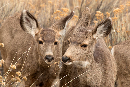 Standing close together, a pair of wild female mule deer eat the tall grasses in Waterton Canyon, Littleton, Colorado.