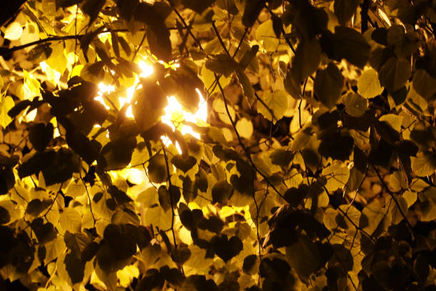 istock illuminated gold tree branches against a black night sky background 1272482064