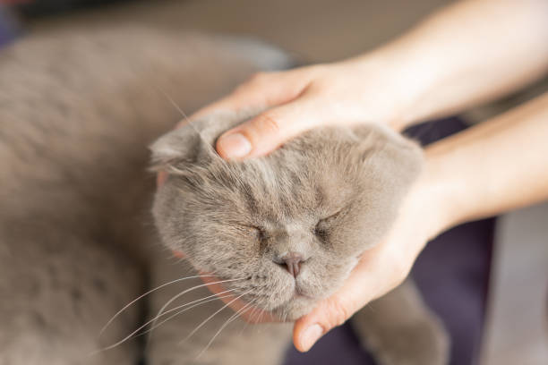 istock British shorthair cat on white background 1272482083