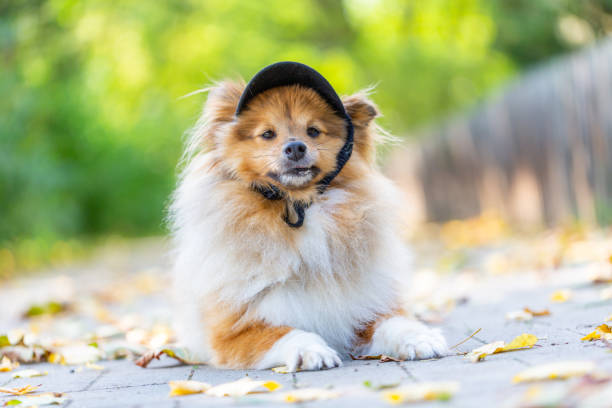 zbliżenie cute szetlandzki owczarek z czarną cappy - cappy zdjęcia i obrazy z banku zdjęć