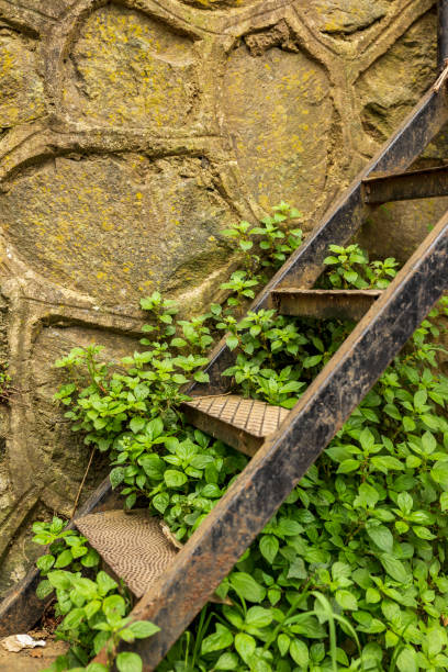 istock Old metal staircase between ivy 1272482480