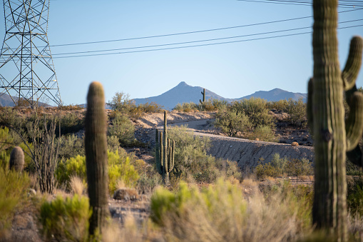 Cactus and mountains in Arizona