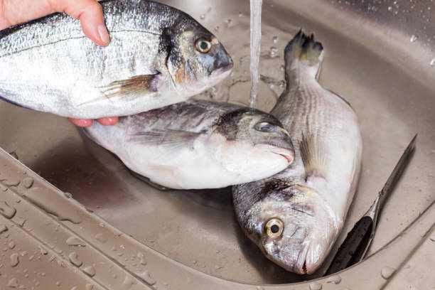 istock Three dorado fish in metal sink. 1272483255