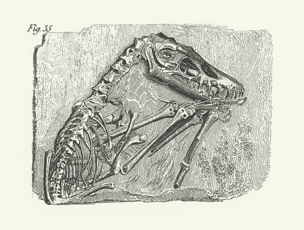 vintage lịch sử, pterodactylus crassirostris, hóa thạch, bộ xương và bài hát khắc minh họa cổ, xuất bản năm 1851 - dinosaur fossil hình minh họa sẵn có