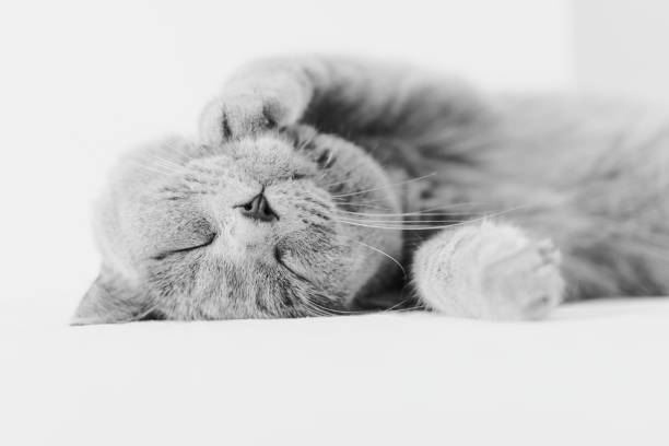 Gray British shorthair cat on white background