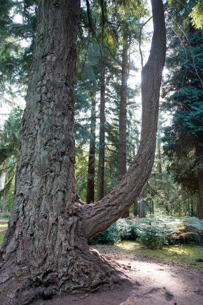 Large sequoia tree in the forest Tall trees walk in New Forest, England new forest tall trees stock pictures, royalty-free photos & images